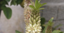 Eucomis (Pineapple Lily)