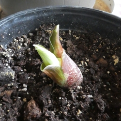 Haemanthus (Scadoxus) Multiflora
