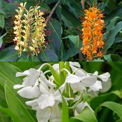Hedychium Collection