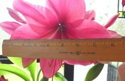 Hercules_Ruler Hercules Amaryllis