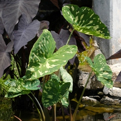 Alocasia Macrorrhiza Hilo Beauty
