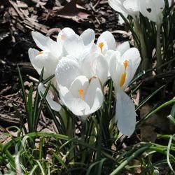 Jeanne d’Arc Crocus