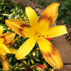 Wilson's Yellow Daylily