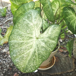 June Bride Fancy Leaf Caladium