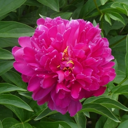 Karl Rosenfeld Peony