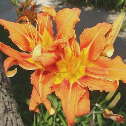 Kwanzo Daylily