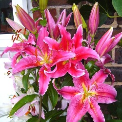 Lilies