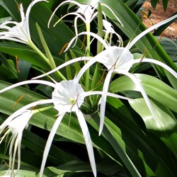 Hymenocallis (Peruvian Daffodil)