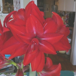 MC_Double_Delicious Double Delicious Amaryllis