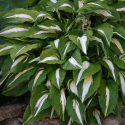 Night Before Christmas Hosta
