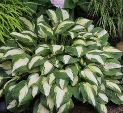 Vulcan Hosta