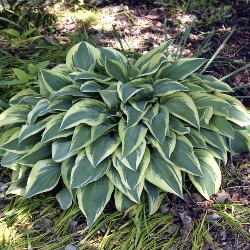 Wolverine Hosta