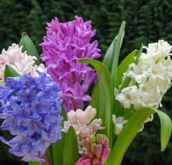 Hyacinths