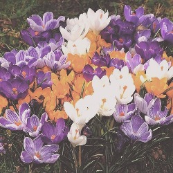 Mixed Giant Crocus