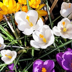 Mixed Species (Snow) Crocus
