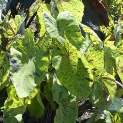 Colocasia Esculenta Mojito