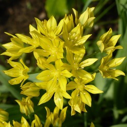 Moly Allium