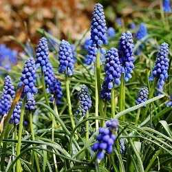 Muscari (Grape Hyacinths)