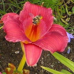 Wine Delight Daylily