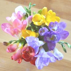 Freesias (Fall)