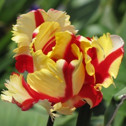 Parrot_Flaming Flaming Parrot Tulip