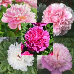 Peony Collection