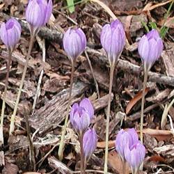 Pickwick Crocus