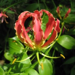 Gloriosa Plantii