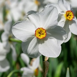 Poeticus Daffodils