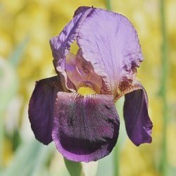 Bearded Iris