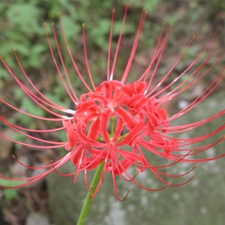 Radiata Lycoris