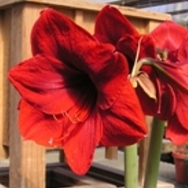 Amaryllis for the Garden