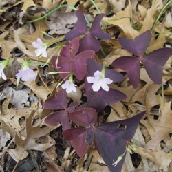 Oxalis (Spring)