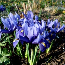 Dwarf Specie Iris (Reticulata)
