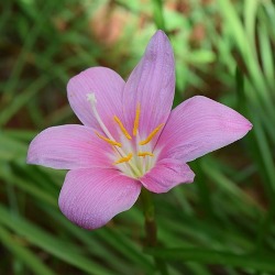 Zephyranthes Robustus