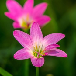 Zephyranthes Rosea
