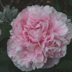 Sarah Bernhardt Peony