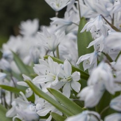 Scilla_Siberica_Alba Scilla Siberica Alba