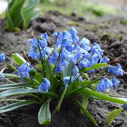 Scilla_Siberica_Blue Scilla Siberica Blue