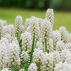 Shutterstock_Album Muscari Album