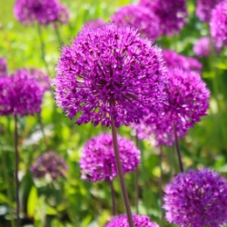 Ambassador Giant Canna