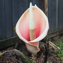 Amorphophallus Bulbifer