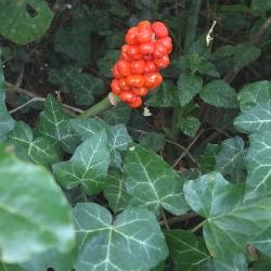 Arum Italicum