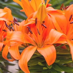Asiatic Lilies by the Bushel
