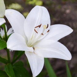 Asiatic Lilies