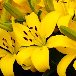 Asiatic Lilies (Fall)