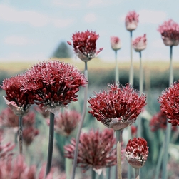 Atropurpureum Allium