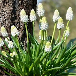 Shutterstock_Aucheri_White_Magic Muscari Aucheri White Magic