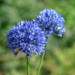 Azureum Allium