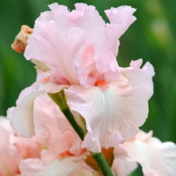 Bearded Iris